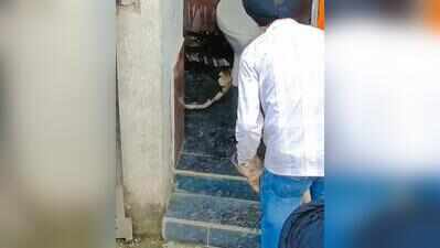 10-foot-long king cobra rescued from Paonta Sahib house, released in forest