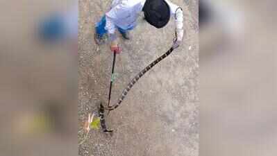 10-foot-long king cobra rescued from Paonta Sahib house, released in forest