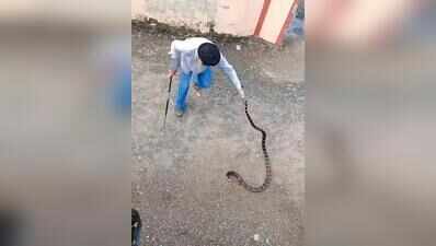 10-foot-long king cobra rescued from Paonta Sahib house, released in forest