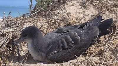 Rats were eradicated from Seychelles’ D’Arros Island in 2003; by 2016, its Wedge-tailed Shearwater colony had grown nearly 10-fold to 2,768 pairs