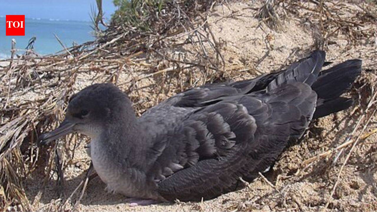D’Arros shearwater colony grew nearly 10-fold after rats were eradicated