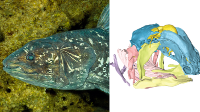 In 2019, scientists found clues to how the living coelacanth's hinged skull grows and why its brain stays tiny, shedding light on skull evolution