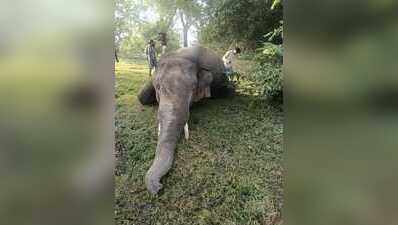 Elephant found dead in Garhwa forest