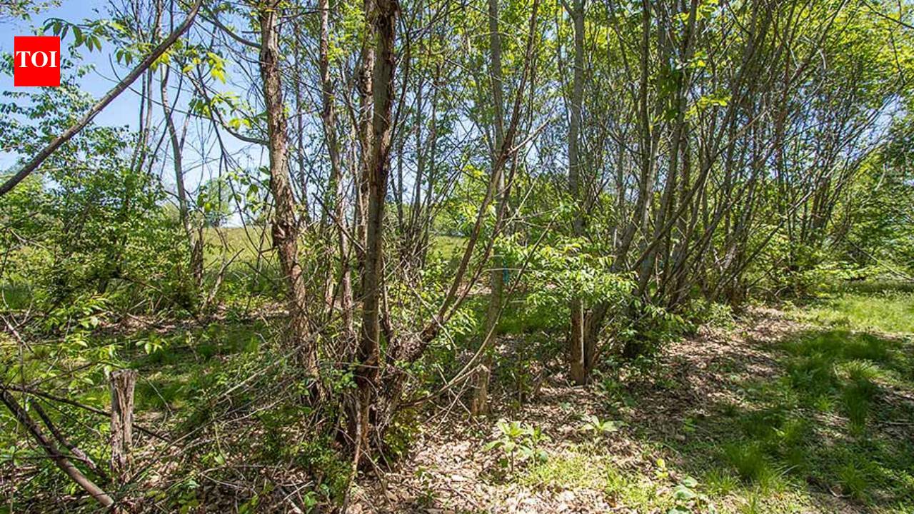 American chestnut returns to Bronx Zoo after 120 years; 25 saplings planted in NYC