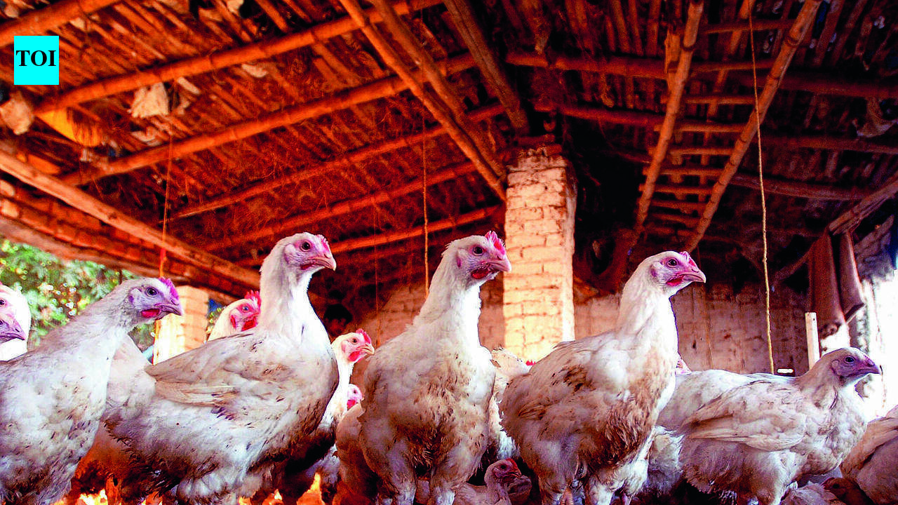 Bird flu: Anantapur outbreak raises fresh concerns in state