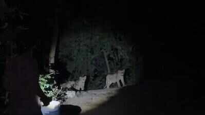 Pride of 5 lions spotted on Datar hill