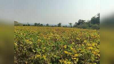 Pune drought-hit farms: Panchanamas crawl, 7,000 hectares covered in a week