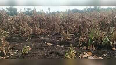 Seed firms question panchanamas as Maharashtra probes 22,000 soybean germination complaints