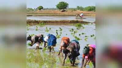 Mettur storage down, delta has barely 10 days of irrigation water