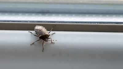 How to keep stinkbugs out of your house this fall: Simple tips to prevent them from getting inside