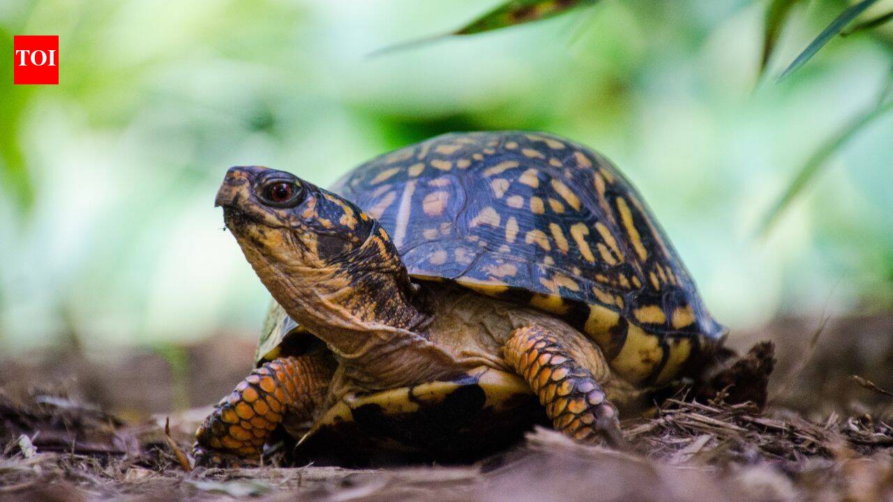 219 box turtles rescued after hundreds were dumped near New Jersey river