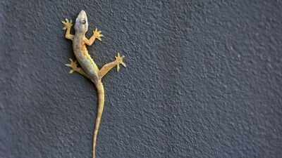 Scared of Lizards? Here's how to keep them out of your house