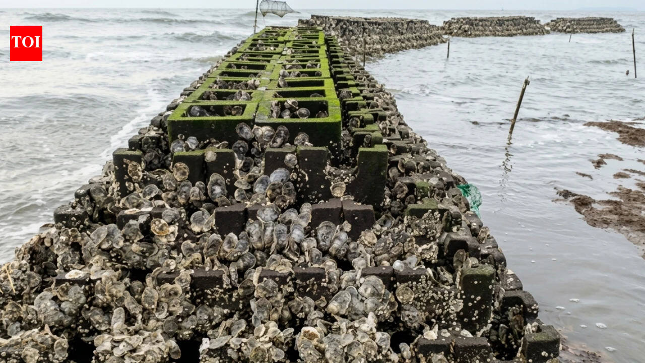 40 oyster reefs placed along Gandy's Beach in New Jersey to support live oysters and cut storm-wave