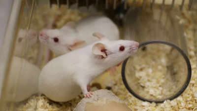 Researchers studying ageing in mice found that declining cellular recycling helps 'zombie cells' evade immune clearance; restoring the process improved their removal and reduced age-related inflammation