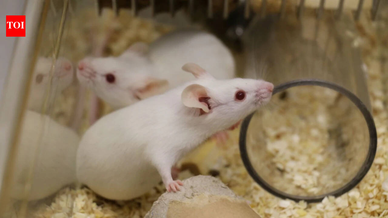 Ageing mice study finds why 'zombie cells' evade immune clearance and fuel inflammation