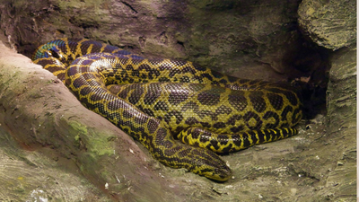 Python swallowed middle aged woman completely after she went to collect rubber sap and never came home, villagers found her body inside after spiltting its belly open