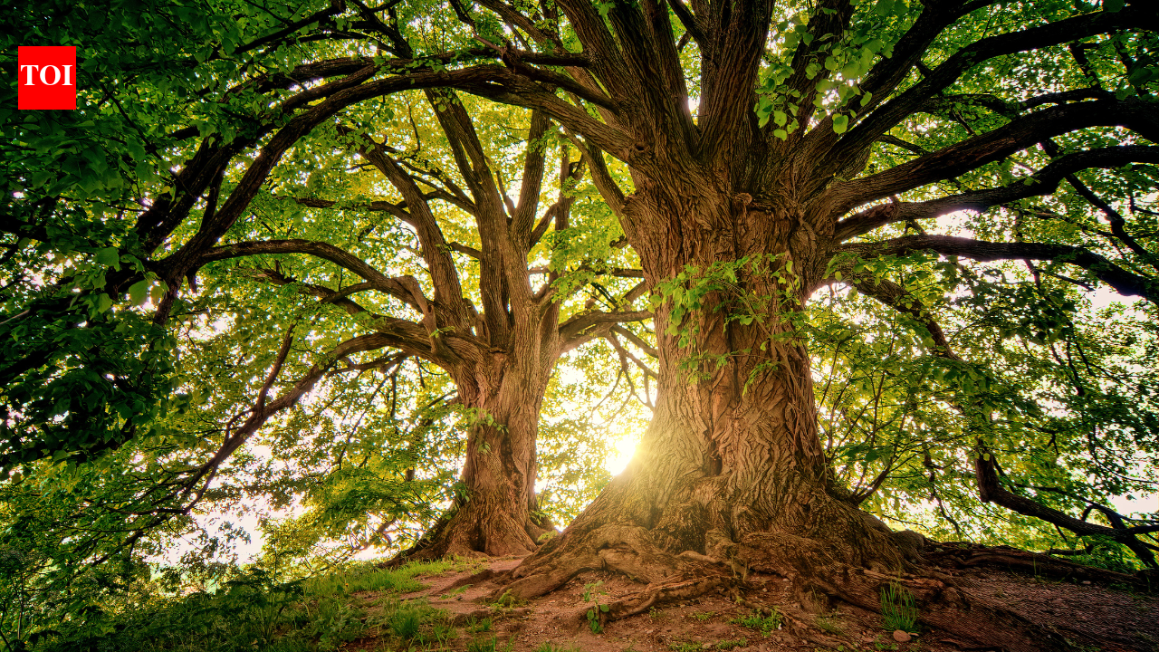 Scientists found 97% of strangler figs growing directly from burned ...