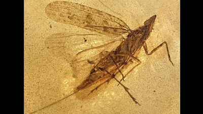 Scientists examined 13 insects trapped in 99-million-year-old amber and identified a new species whose flexible mouthpart reached nearly twice its body length, possibly letting it probe deep into tree bark for sap