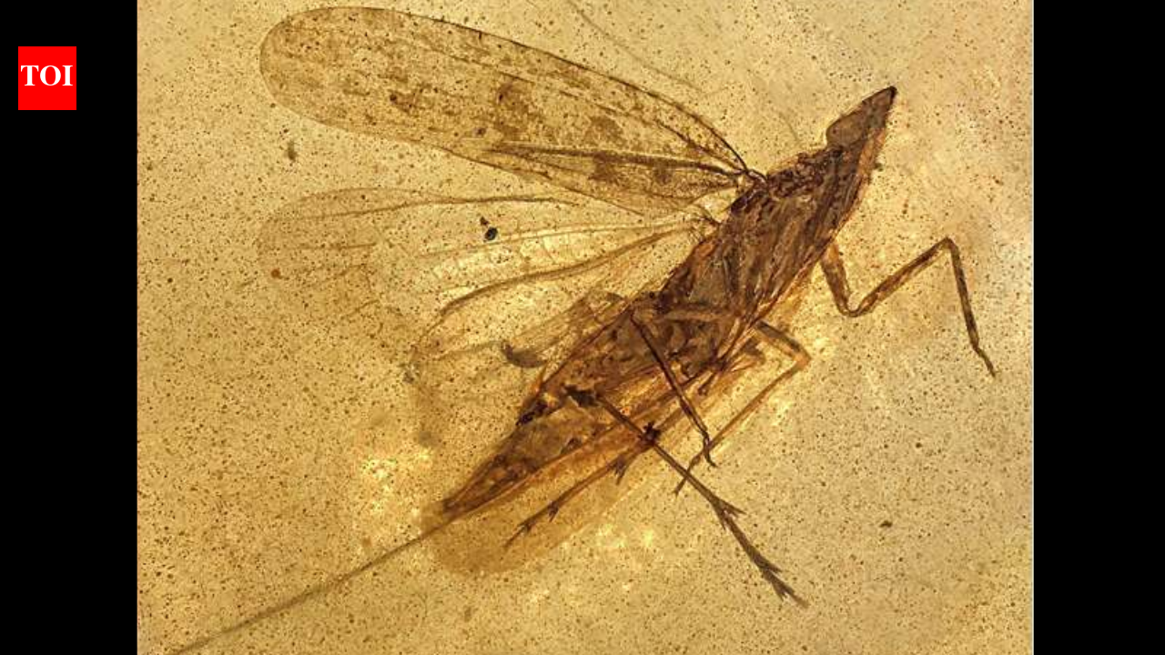 13 insects in 99-million-year-old amber reveal new species with mouthpart nearly twice its body length