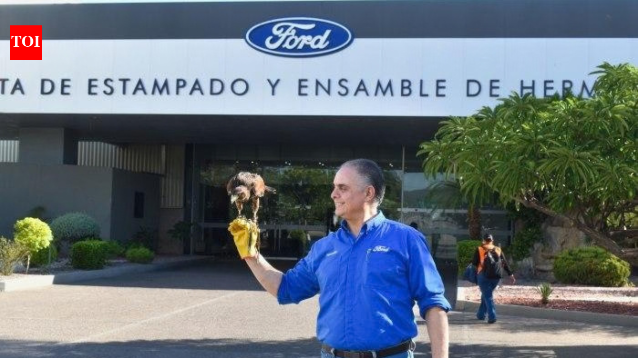 Ford’s Mexico factory hired a hawk to cut pigeon activity by 80%