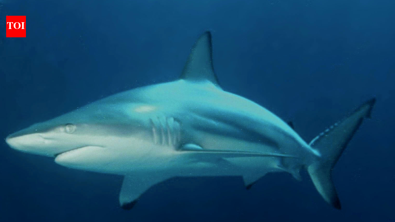 Sharks’ Long-Range Hearing: Study finds 74m sound detection; sharks turn away