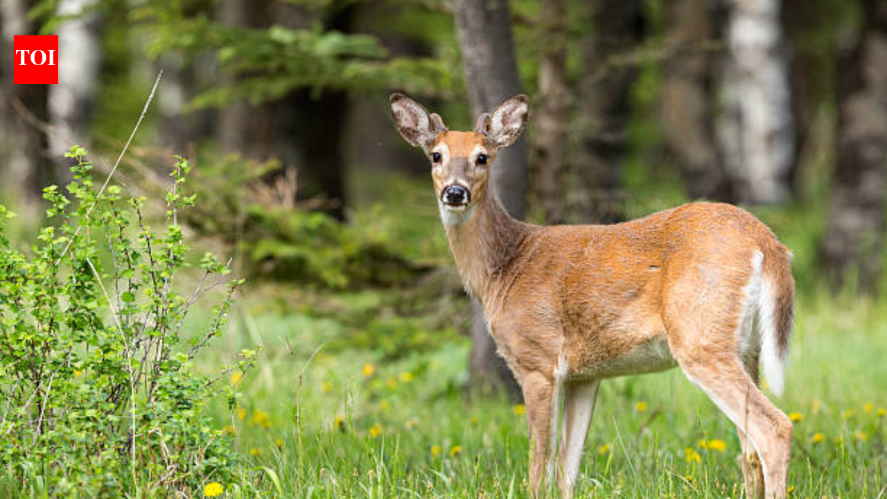 From hunted-out woods to a deer refuge: How a Missouri couple transformed their 300-acre property