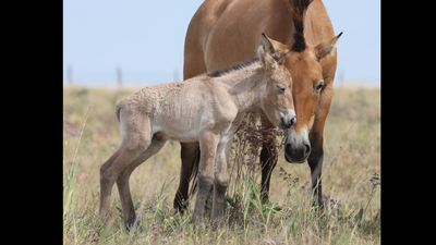 Przewalski's horses disappeared from Kazakhstan for 200 years; two foals have now been born as conservationists rebuild the wild population