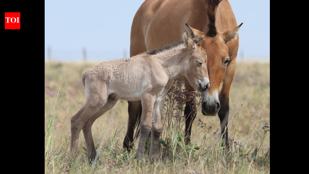 Przewalski’s horses return to Kazakhstan after 200 years with two foals born