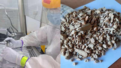 Scientists studying ancient Siberian bone fragments used DNA to identify a previously unknown extinct bovine related to modern yaks that followed its own evolutionary path for hundreds of thousands of years