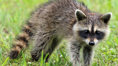Scientists gave raccoons a nine-way puzzle with one marshmallow; they kept solving it even after the food was gone