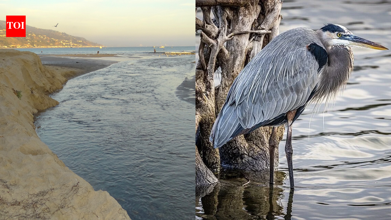 In 2012, California rebuilt Malibu Lagoon to flush out its oxygen-starved dead zones; monitoring later found cleaner water and a diverse native ecosystem