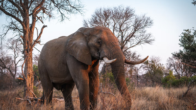 This African park was once called a “silent graveyard” after war wiped out its wildlife; 37 rhinos have returned and produced seven calves