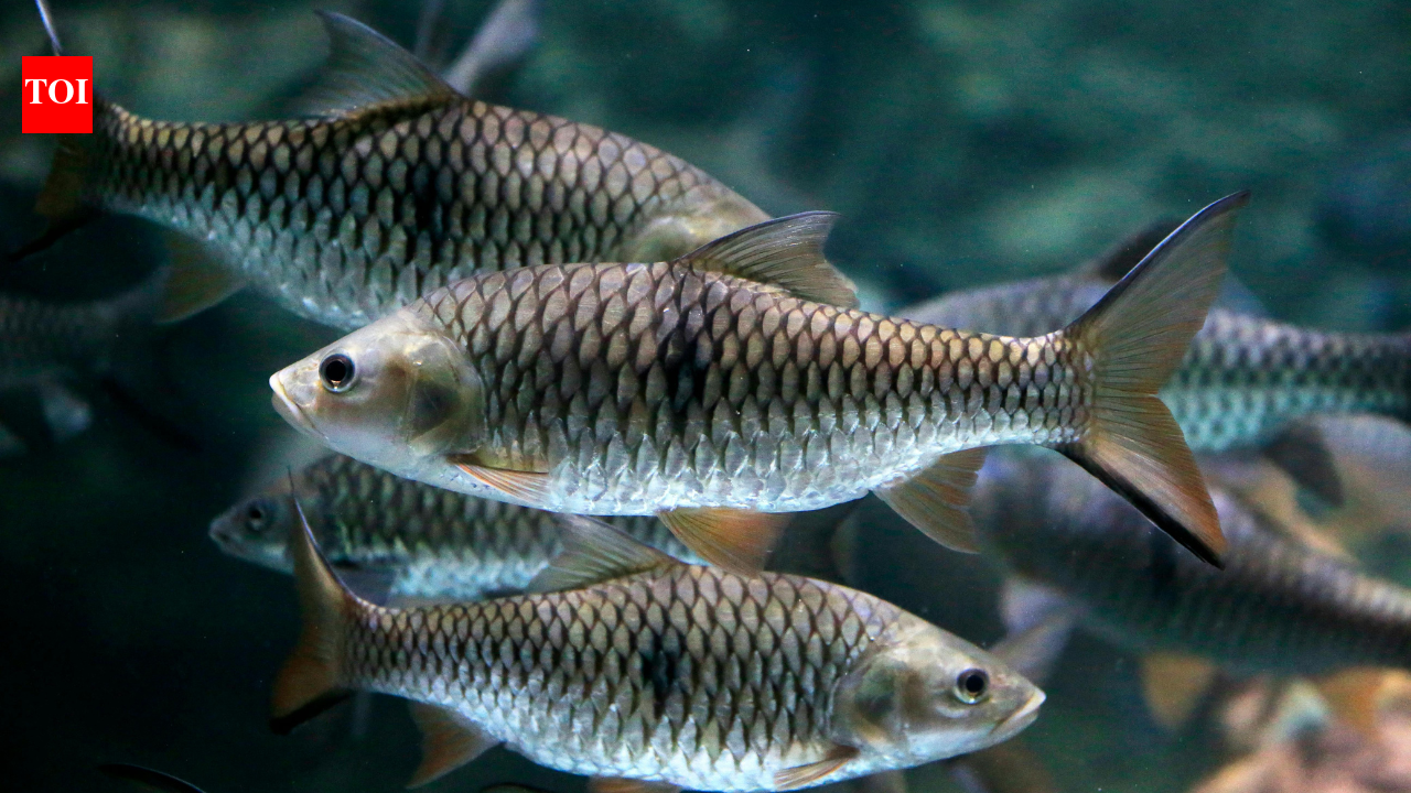 Toxic 'ghost' harbour comes back to life: Fish return after 30 years of cleanup