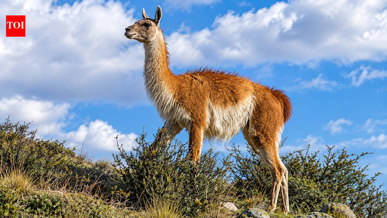 15 guanacos reached a Falklands island in the 1930s; genes survived two crashes