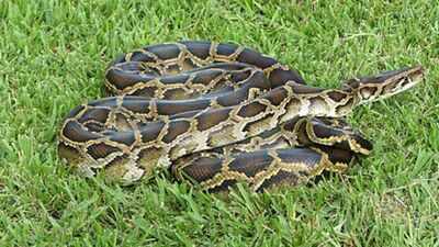 Burmese pythons and invasive plants are reshaping the Everglades; some native mammals have declined by about 90%, while melaleuca has covered more than 40,000 acres