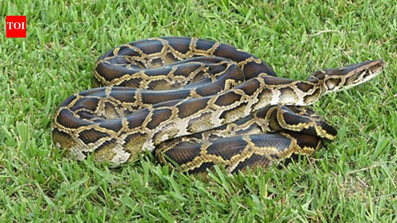 The Everglades are 'vanishing': Invasive species have wiped out 90% of native mammals in a quiet catastrophe.