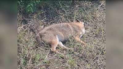 Explosions in Hazaribag forest kill 3 animals