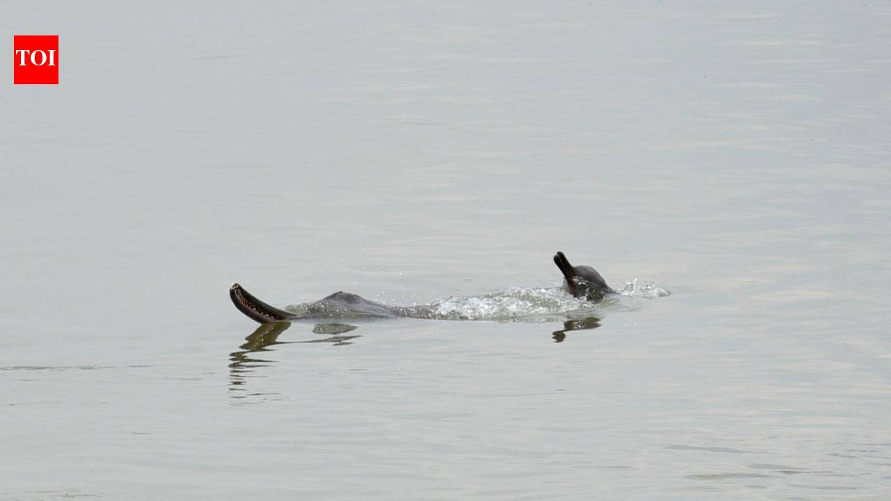 Illegal hunting & pollution threaten Gangetic dolphin in country: Experts
