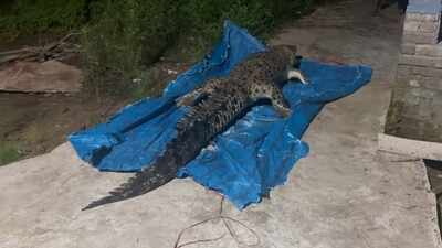 Giant saltwater crocodile’s carcass found in Bhitarkanika