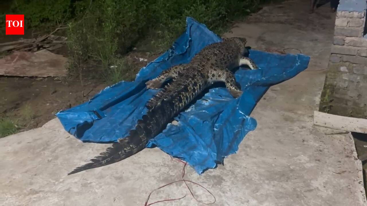 Giant saltwater crocodile's carcass found in Bhitarkanika