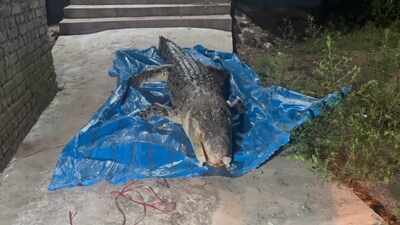 Giant saltwater crocodile’s carcass found in Bhitarkanika