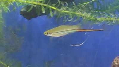 Scientists let swordtail fish choose their mates for nine generations; males kept picking larger females while female preferences varied