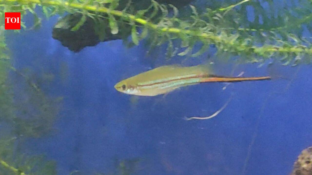 Scientists let swordtail fish choose their mates for nine generations