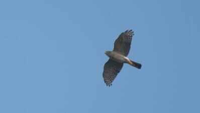 Rare Japanese sparrowhawk sighted in Adyar estuary