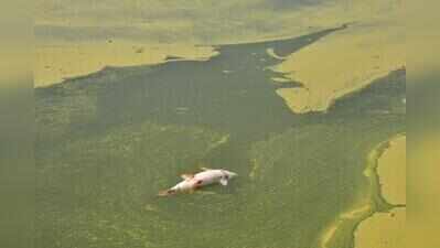 Green, foul-smelling water triggers alarm at Jurala reservoir