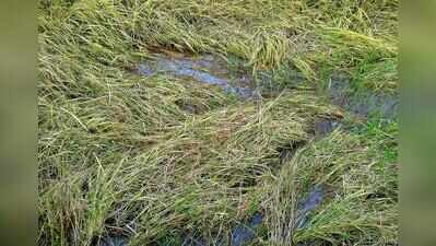 Poor monsoon damages 20 hectares of paddy fields across Goa