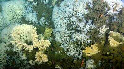 In 1987, ancient glass sponge reefs were found alive off Canada's Pacific coast in B.C.'s Hecate Strait after being thought extinct for 40 million years; they survive today in three sounds