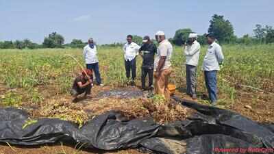 Maharashtra’s critical soybean crop faces collapse in Marathwada drought
