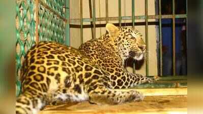 Leopard caught on camera after 50 days of fear in Barabanki village