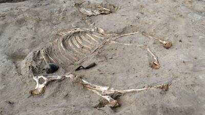 3,000-year-old horse buried inside ancient Egyptian fortress may have been a chariot animal; rare discovery, Ramesses II and Libyan prisoner tablets also found